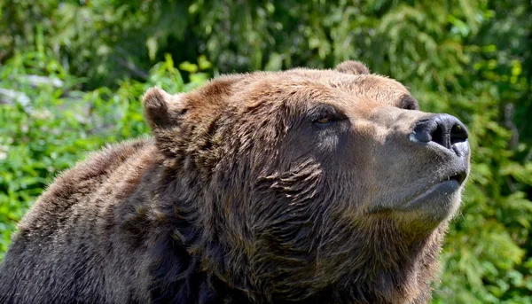 Der Grizzlybär Der Auch Als Silberbär Grizzly Oder Nordamerikanischer Braunbär — Stockfoto