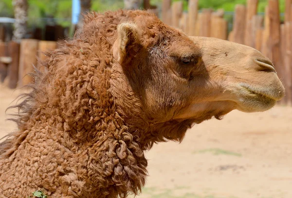 Camelo Africano Zoológico — Fotografia de Stock