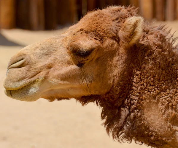 Teve Egy Patás Camelus Nemzetségben Jellegzetes Zsírlerakódásokkal Hátán Púpokkal Két — Stock Fotó