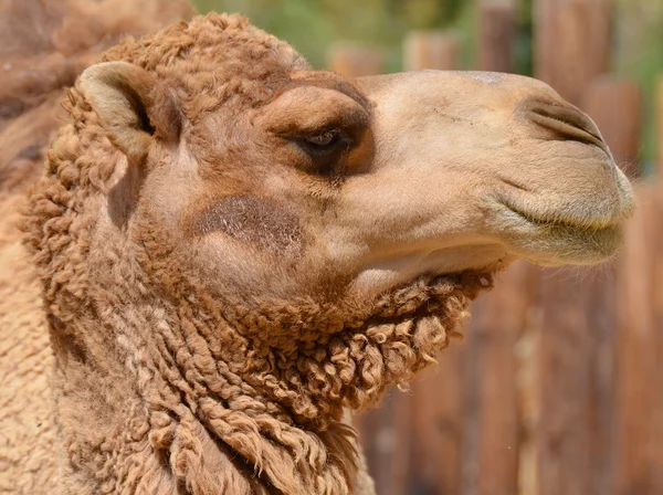 骆驼属 Camel 是骆驼属中的一种不消化的动物 背上有独特的脂肪沉积 被称为驼峰 骆驼有两种 一种是下肢型 一种是驼峰型 另一种是驼峰型 — 图库照片