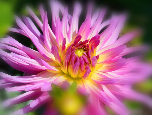 Dahlia Género Botânico Pertencente Família Asteraceae Existem Pelo Menos Espécies — Fotografia de Stock