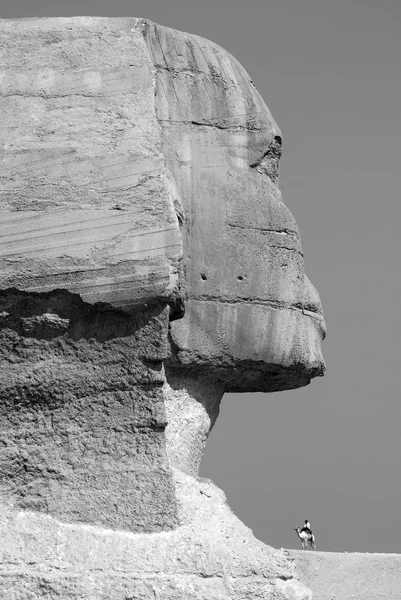 Giza Ägypten 2011 Ägyptische Touristenpolicen Auf Kamelen Bewachen Die Sphinx — Stockfoto