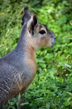 Patagonya marası, mara cinsinde nispeten büyük bir kemirgendir. Aynı zamanda Patagonya mağarası, Patagonya tavşanı veya dillabi olarak da bilinir.. 