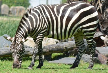 Zebralar, kendilerine özgü siyah ve beyaz çizgileriyle birleşmiş birkaç Afrika donanımı (at ailesi) türüdür. Namibya Afrika Ulusal Parkı