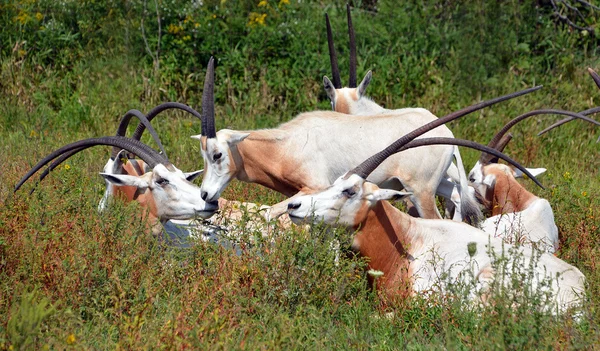 White Cow Park — Stock Photo, Image