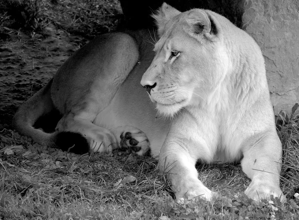 Lion Est Des Quatre Grands Félins Genre Panthera Membre Famille — Photo