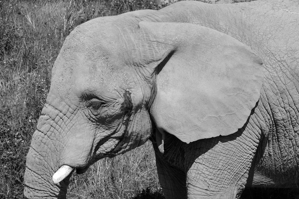 大象是象科的大型哺乳动物 属于象科和原形目动物 非洲象 Loxodonta Africana 和亚洲象这两种传统上被承认的物种 — 图库照片