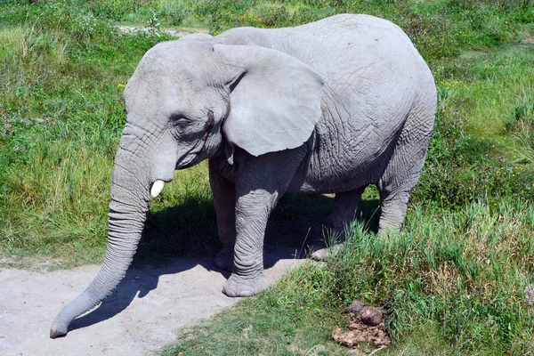 Elefanten Sind Große Säugetiere Der Familie Elephantidae Und Der Ordnung — Stockfoto