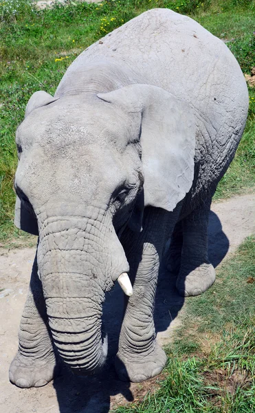 Elefanten Sind Große Säugetiere Der Familie Elephantidae Und Der Ordnung — Stockfoto