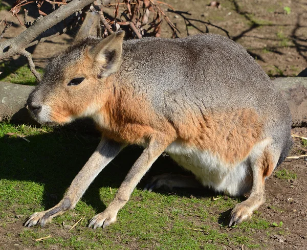 파타고니아 Patagonian Mara 속하는 비교적 설치류이다 파타고니아식 Patagonian Cavy 파타고니아 — 스톡 사진