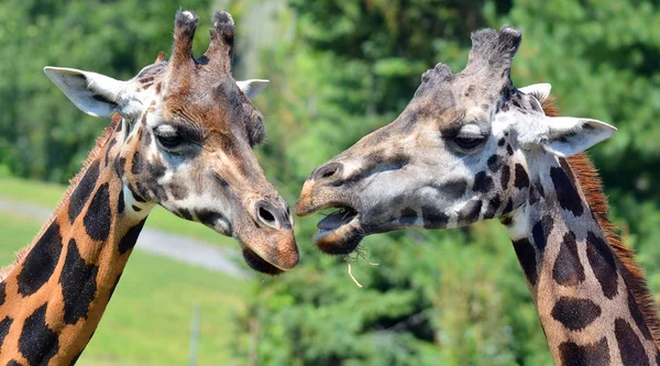 キリン キリン Giraffa Camelopardalis アフリカに生息するアングルの哺乳類で 現存する全ての動物種の中で最も背が高く 最大のラミナントである — ストック写真