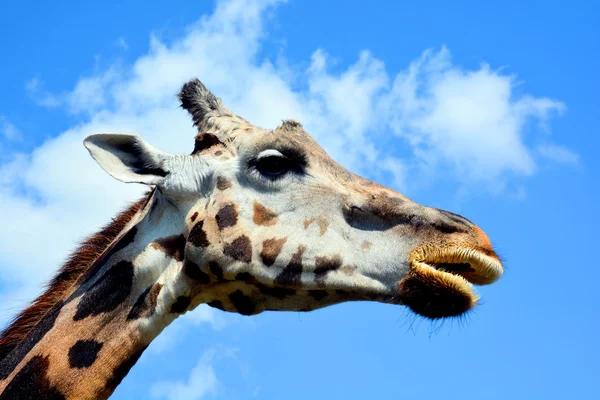 Girafe Sur Fond Bleu Ciel — Photo