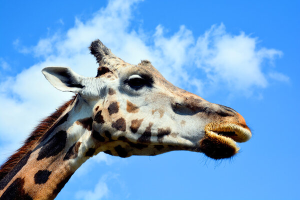 giraffe on a blue sky background