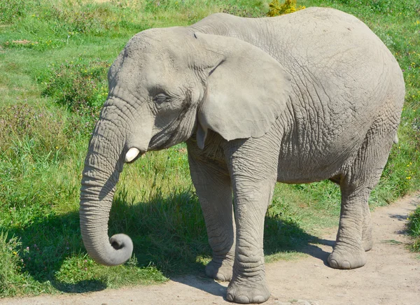 Elefanten Sind Große Säugetiere Aus Der Familie Der Elefanten Und — Stockfoto