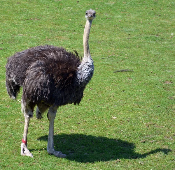 Autruche Est Une Deux Espèces Grands Oiseaux Sans Vol Originaires — Photo