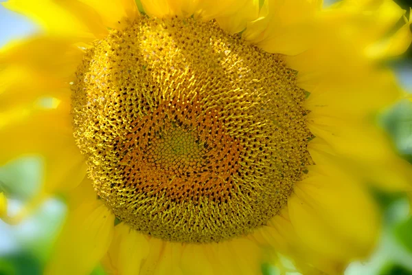 ひまわりはアメリカ原産の年間植物です 大きな花序を持ち 花の形やイメージに由来することが多く 太陽を表現する際によく用いられます — ストック写真