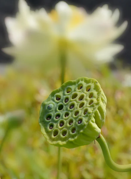 Lotus Heart Nelumbo Nucifera Известный Многими Именами Включая Indian Lotus — стоковое фото