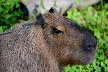 = = Coğrafya = = Capybara, Hydrochochoerus cinsinin diğer tek üyesi daha küçük kapibaradır (Hydrochoerus isthmius). Capybara dünyanın en büyük kemirgenidir.