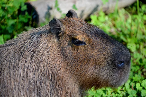 Capibara Hydrochoerus Isthmius Een Knaagdier Uit Het Geslacht Hydrochoerus Capibara — Stockfoto