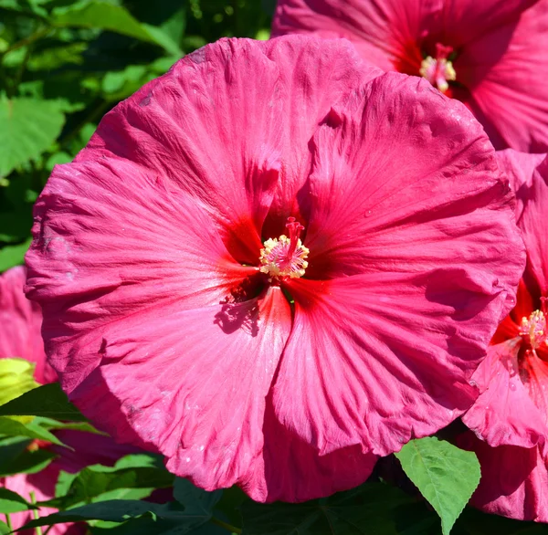 Bellissimo Fiore Nazionale Della Malesia Ibisco Rosso — Foto Stock