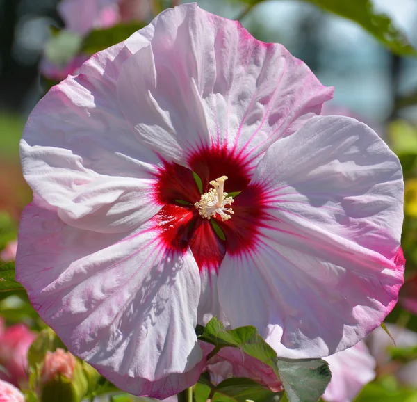 Giant Hibiscus Rodzaj Roślin Rodziny Mallowatych Malvaceae Jest Dość Duży — Zdjęcie stockowe