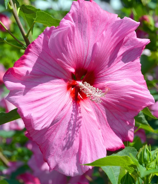 Giant Hibiscus Rodzaj Roślin Rodziny Mallowatych Malvaceae Jest Dość Duży — Zdjęcie stockowe