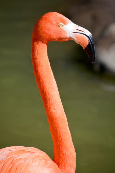 Flamingo Phoenicopteridae Zijn Een Geslacht Van Vogels Uit Familie Flamingo — Stockfoto