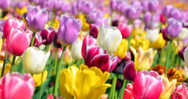 Lale, Tulipa cinsinde gösterişli çiçekleri olan ve 109 türü barındıran uzun ömürlü bir bitkidir.