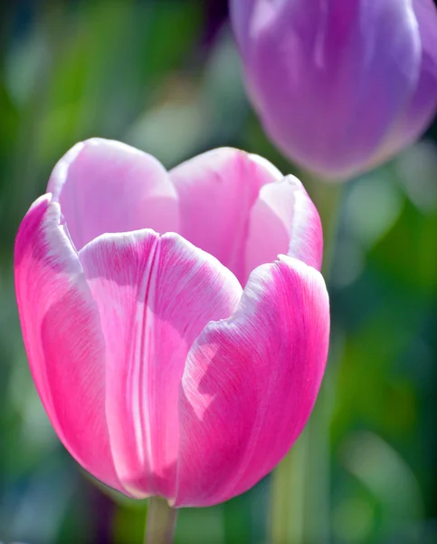 Tulpenfeld Ist Eine Mehrjährige Zwiebelpflanze Mit Auffälligen Blüten Der Gattung — Stockfoto