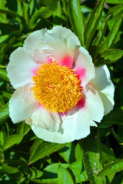 Paeonia Género Botânico Pertencente Família Paeoniaceae Eles São Nativos Ásia — Fotografia de Stock