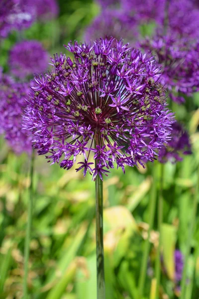 Genere Allium Comprende Piante Monocotiledoni Fiore Comprende Cipolla Aglio Erba — Foto Stock