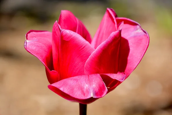 Tulipán Una Planta Perenne Bulbosa Con Flores Vistosas Género Tulipa — Foto de Stock