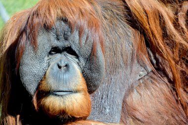 Hayvanat bahçesindeki orangutan. Kapat.