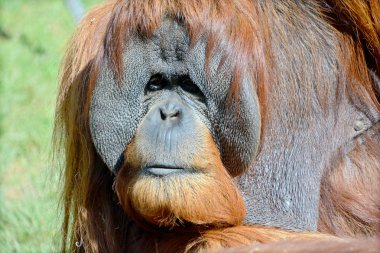 Hayvanat bahçesindeki orangutan. Kapat.