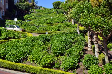 Bahçedeki yeşil ağaçlar.