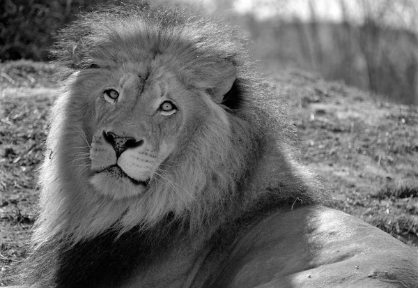 Portrait Lion Dans Forêt — Photo