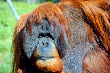 Orangutan, orangutang, orangutang veya orangutang), Asya kökenli iki büyük maymun türüdür. Borneo ve Sumatra yağmur ormanlarında Endonezya ve Malezya 'ya özgü.