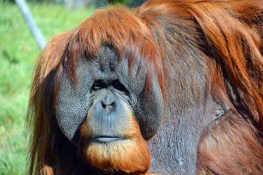 Orangutan, orangutang, orangutang veya orangutang), Asya kökenli iki büyük maymun türüdür. Borneo ve Sumatra yağmur ormanlarında Endonezya ve Malezya 'ya özgü.
