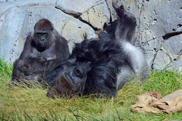 Luonnonvarainen Gorilla Metsässä — kuvapankkivalokuva