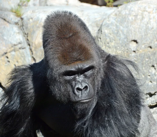 Närbild Gorilla — Stockfoto