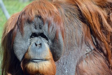 orangutanın maymun yüzü.