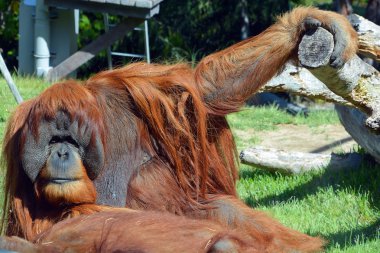 Hayvanat bahçesindeki maymun.