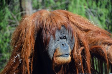 Ormandaki maymun orangutan.
