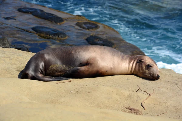 Sea Lion Seal Beach — Stock Photo, Image