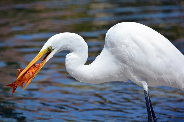 White heron eating koi fish. The great egret (Ardea alba), also known as the common egret, large egret or (in the Old World) great white heron is a large, widely distributed egret