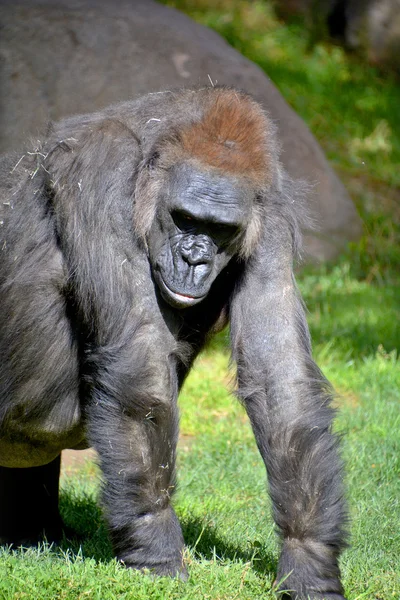 Gorilla Alkotja Gorilla Nevű Nemzetséget Legnagyobb Létező Nemzet Főemlős Fizikai — Stock Fotó