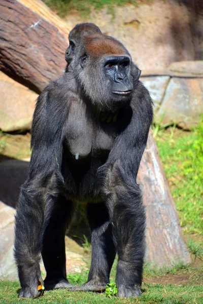 Fekete Gorilla Állatkertben — Stock Fotó