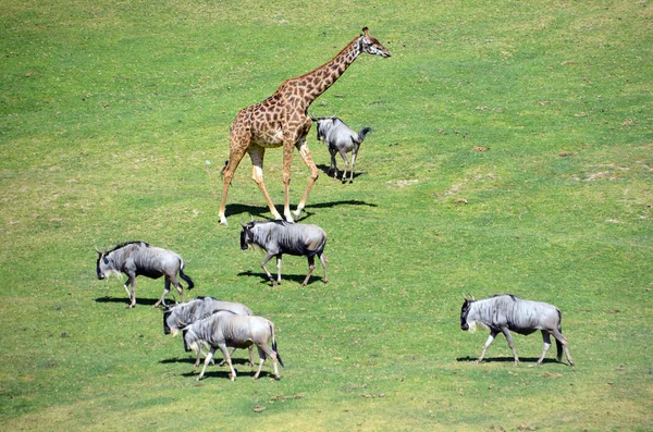 Girrafe Búfalos Prado Zoológico — Fotografia de Stock