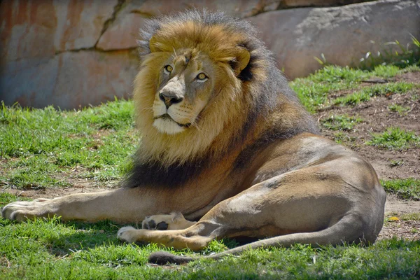 Man Leeuw Zeer Onderscheidend Mannelijke Leeuw Gemakkelijk Herkennen Aan Zijn — Stockfoto