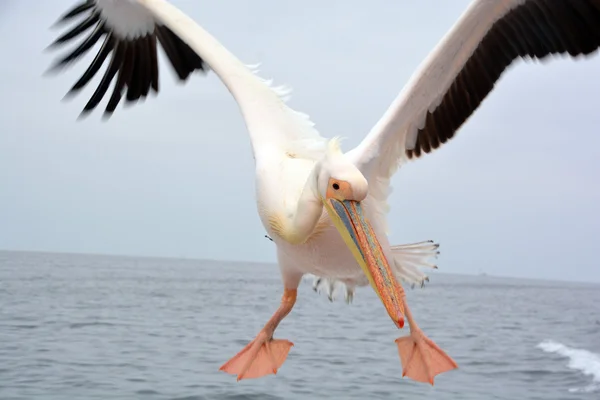Pelicans Large Water Birds Characterised Long Beak Large Throat Pouch — Stock Photo, Image